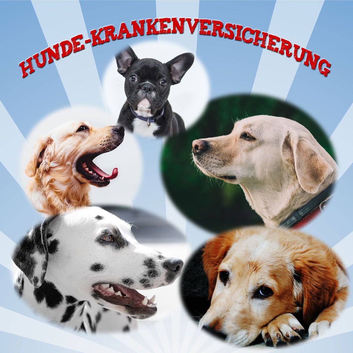 Krankenversicherung Hund